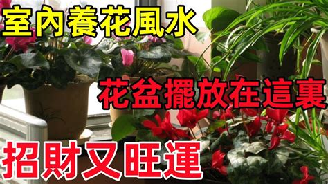 白蟬花風水|白蟬花風水：改善家居運勢的秘密武器【白蟬花風水】 – 八字算。